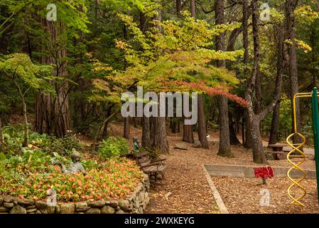 Dunsmuir, California, Stati Uniti. 16 ottobre 2023. Giardino botanico autunnale, caratterizzato da conifere, colori autunnali, una panchina e un parco giochi Foto Stock