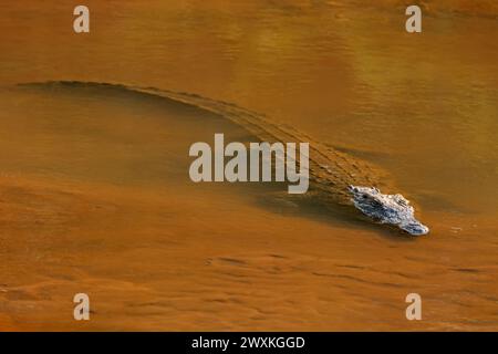 Un grande coccodrillo del Nilo (Crocodylus niloticus) in acque poco profonde, il Parco Nazionale di Kruger, Sudafrica Foto Stock