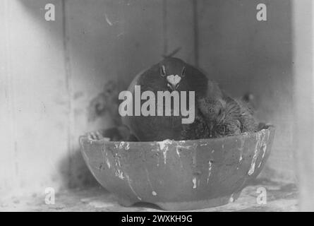 Giovani in ciotola nido con la madre, Signal Corps Pigeon Section, ft. Monmouth, New Jersey California. 1920-1939 Foto Stock