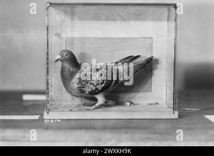 "Colonnello", Signal Corps Pigeon Section, ft. Monmouth, New Jersey California. 1929 Foto Stock