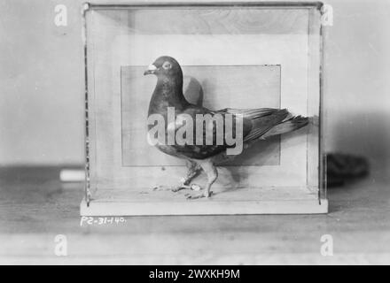 Miss America, Signal Corps Pigeon Section, ft. Monmouth, New Jersey California. 1929 Foto Stock