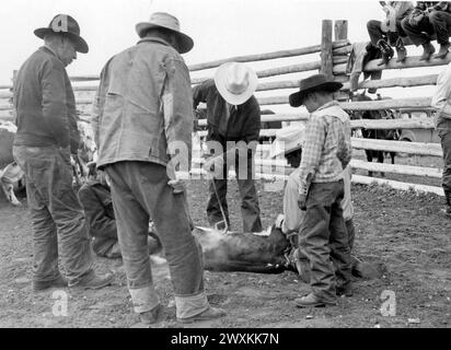 Cowboy in un ranch del Wyoming con il marchio di un vitello in primavera, circa anni '1940 Foto Stock