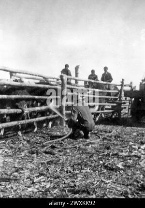 Cowboy nel Wyoming spruzzando il bestiame con un tubo dell'acqua CA. 1934-1946 Foto Stock