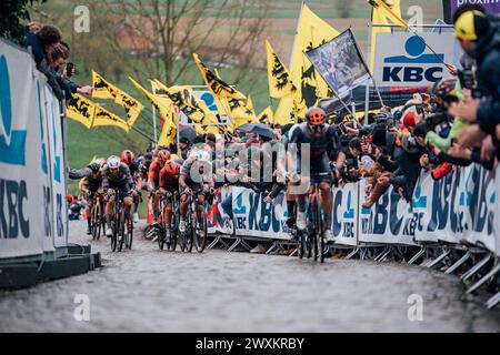 Oudenaarde, Belgio. 1 aprile 2024. Foto di Zac Williams/SWpix.com - 31/03/2024 - Ciclismo - 2024 Ronde Van Vlaanderen - il gruppo di inseguimento. Crediti: SWpix/Alamy Live News Foto Stock