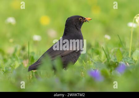 Foraggio di uccelli neri maschi per lombrichi su prato verde (Turdus merula) Foto Stock