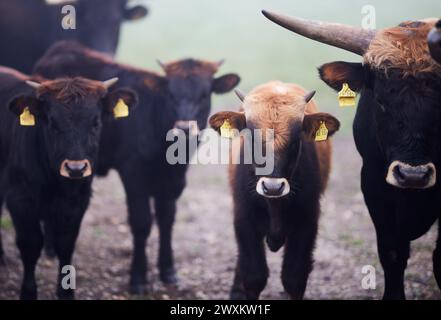 Una mandria di bovini in un campo erboso Foto Stock