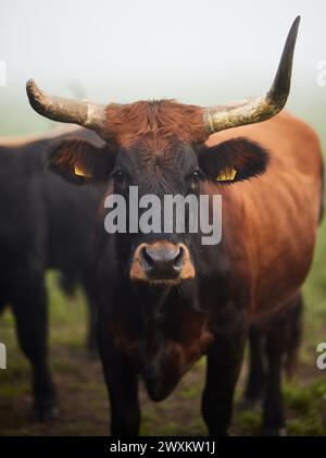 Grande mucca nera con corna in piedi in un campo erboso Foto Stock