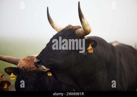 Primo piano di tori in un campo nebbioso Foto Stock