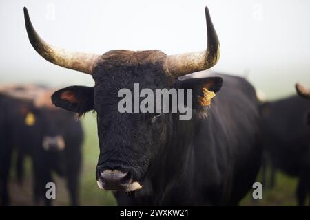 Primo piano di una grossa mucca corna che pascolava nell'erba Foto Stock