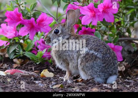 Un coniglio seduto accanto ai fiori per terra Foto Stock