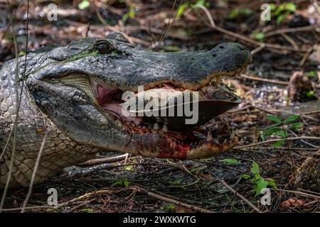 Un alligatore che mangia una tartaruga dal guscio morbido Foto Stock