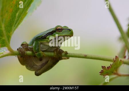 Una rana arroccata su una lussureggiante foglia verde di piante Foto Stock