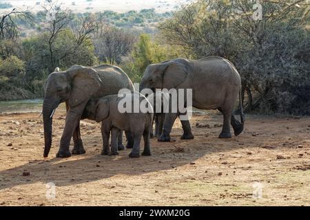 Elefanti nel Bush sudafricano - gruppo della famiglia di elefanti che cammina attraverso un pezzo aperto di veld Foto Stock