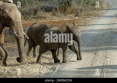 Elefanti nel Bush sudafricano - madre Elefante che guida due giovani elefanti sul punto di attraversare una strada non asfaltata. Assistenza parentale Foto Stock