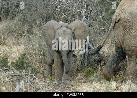 Elefanti nel Bush sudafricano - Baby Elephant che guarda la fotocamera con l'estremità posteriore delle madri che si muovono fuori dall'inquadratura Foto Stock