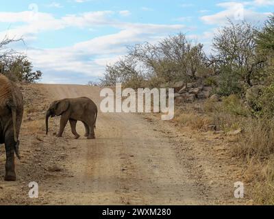 Elefanti nel Bush sudafricano - elefante bambino che attraversa la strada asciutta e ghiaia. Foto Stock