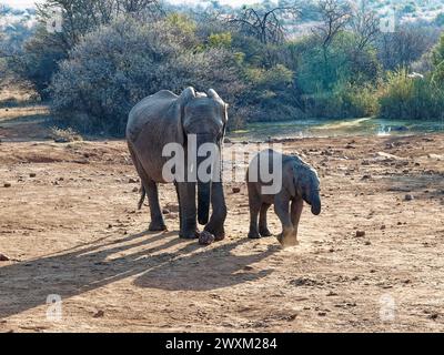 Elefanti nel Bush sudafricano - elefante madre che cammina con elefante bambino davanti. Terreno asciutto e marrone. Foto Stock