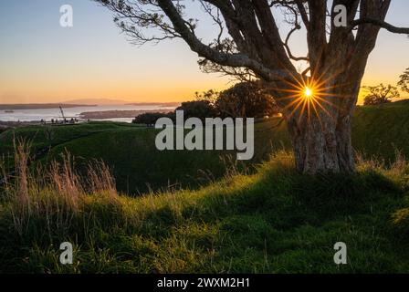 Alba sulla cima del Monte Eden con cratere vulcanico in primo piano. Il sole splende attraverso un enorme albero di Pohutukawa. Auckland. Foto Stock