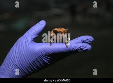 REGIONE DI DNIPROPETROVSK, UCRAINA - 30 MARZO 2024 - i pipistrelli del Libro Rosso salvati durante l'inverno a Dnipro e la regione sono stati rilasciati nel loro habitat naturale a Zelenyi hai, il Centro ucraino di riabilitazione dei pipipistrelli ha mantenuto questa tradizione per 12 anni di seguito, regione di Dnipropetrovsk, Ucraina orientale. Foto Stock