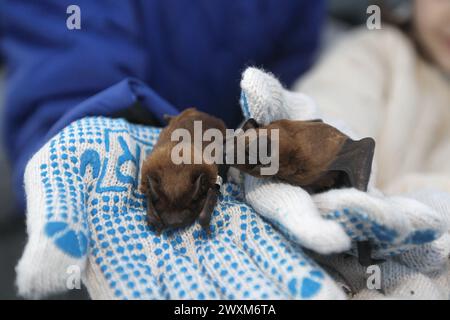 REGIONE DI DNIPROPETROVSK, UCRAINA - 30 MARZO 2024 - i pipistrelli del Libro Rosso salvati durante l'inverno a Dnipro e la regione sono stati rilasciati nel loro habitat naturale a Zelenyi hai, il Centro ucraino di riabilitazione dei pipipistrelli ha mantenuto questa tradizione per 12 anni di seguito, regione di Dnipropetrovsk, Ucraina orientale. Foto Stock