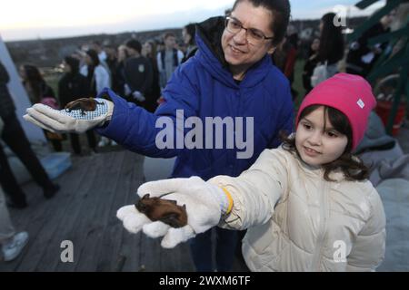 REGIONE DI DNIPROPETROVSK, UCRAINA - 30 MARZO 2024 - i pipistrelli del Libro Rosso salvati durante l'inverno a Dnipro e la regione sono stati rilasciati nel loro habitat naturale a Zelenyi hai, il Centro ucraino di riabilitazione dei pipipistrelli ha mantenuto questa tradizione per 12 anni di seguito, regione di Dnipropetrovsk, Ucraina orientale. Foto Stock