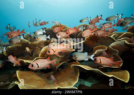 I pesci colorati nuotano tra le barriere coralline alla luce del giorno Foto Stock