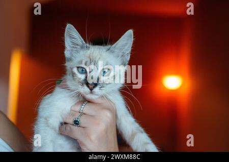 Una persona con in mano un curioso gattino bianco con gli occhi blu. Foto Stock