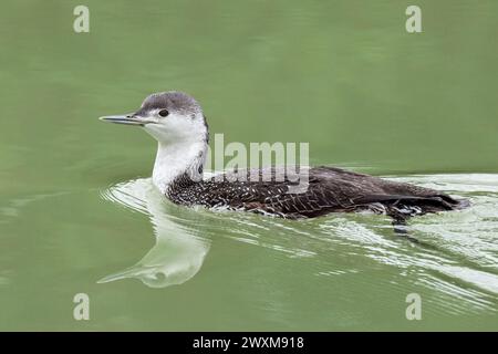 Red-throated Diver, Gavia Stellata, piumaggio non riproduttivo, Italia nord-orientale Foto Stock