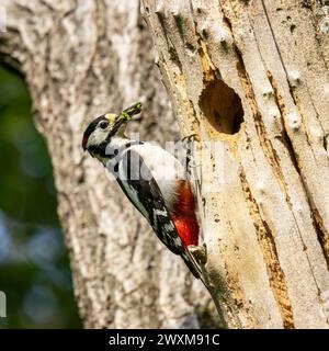 Grande picchio maculato, Dendrocopos Major, che porta cibo al suo nido, nell'Italia nord-orientale Foto Stock