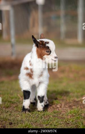 Giovane Pigmeo capra nello Zoo Park. Grazioso ritratto di animali domestici in Repubblica Ceca. Profondità di campo bassa di capra. Foto Stock