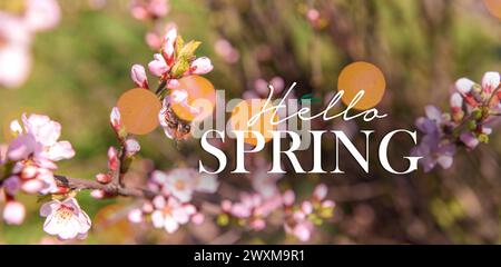 Banner con testo HELLO SPRING e albero in fiore Foto Stock