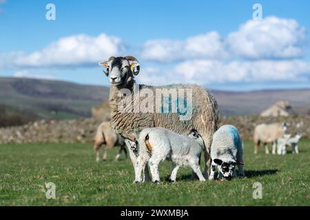 Guanciale con gemelle di agnelli mulo a piedi nelle valli dello Yorkshire. REGNO UNITO. Foto Stock