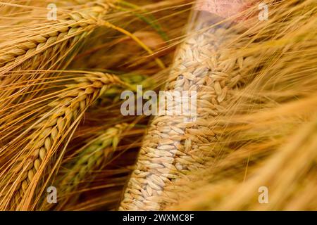 Campione di grano d'orzo raccolto in un tubo di plastica contro un campo di cereali maturi, concentrazione selettiva Foto Stock