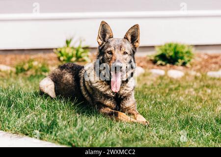 Felice cane da pastore tedesco seduto nell'erba Foto Stock