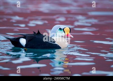 Re Eider (Somateria spectabilis) primo piano del nuoto maschile tra riflessi colorati. Norvegia d'inverno. Foto Stock