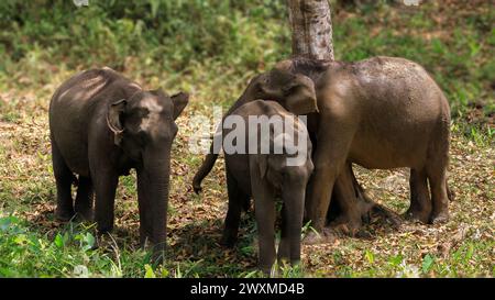 Bellissime immagini di elefante asiatico in natura / nella foresta del kerala / riserva della tigre del Periyar / elefante bambino / Ghati occidentali / singola foto di elefante Foto Stock
