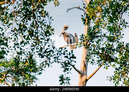 Uccello Pelicano arroccato sull'albero al crepuscolo nel parco cittadino di New Orleans Foto Stock