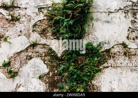 Muro del cimitero con fogliame a New Orleans Foto Stock