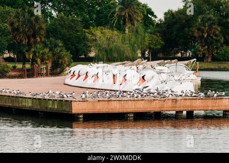 Le barche Swan si sono allineate al molo di City Park, New Orleans Foto Stock