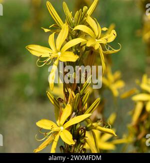 Der Gelbe Affodill, frueher auch Goldwurz genannt, ist eine Pflanzenart aus der Gattung der Junkerlilien. L'asfodel giallo, precedentemente chiamato anche GO Foto Stock