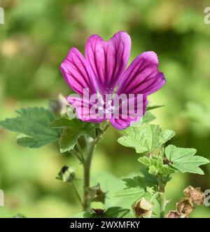 Wegmalve, Wild malva sylvestris ist eine wichige Heilpflanze mit lila Blueten. la malva sylvestris selvatica è un'importante pianta medicinale con farina viola Foto Stock