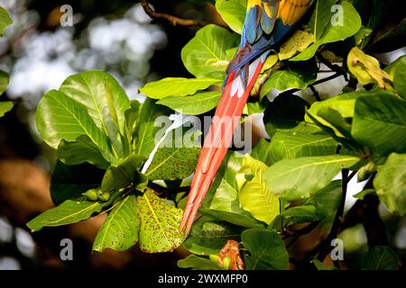 L'ara scarlatta (Ara macao) chiamata anche l'ara rossa e gialla su un albero in una foresta vicino alla città di Jaco sul lato pacifico della Costa rica, America centrale Foto Stock