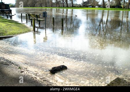 Datchet, Berkshire, Regno Unito. 1 aprile 2024. Le acque reflue galleggiano sul Tamigi a Datchet, Berkshire, dove si nutrono cigni, oche e anatre. Tamigi Water ha scaricato acqua piovana, tra cui acque reflue dai vicini stabilimenti di trattamento delle acque reflue del Tamigi a Windsor, nonché numerosi punti lungo il Tamigi. Gli equipaggi che questa settimana gareggiano nella corsa Oxford contro Cambridge si sono ammalati. Un canottiere del team di Oxford che ha perso la Boat Race di sabato si è lamentato di "cacca in acqua" e ha affermato che la malattia causata da un focolaio di E. coli ha avuto un ruolo nella loro sconfitta. Credito: Maure Foto Stock