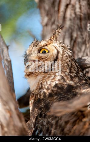 Potted Eagle-Owl (Bubo africanus) Kgalagadi Transfrontier Park, Sudafrica Foto Stock
