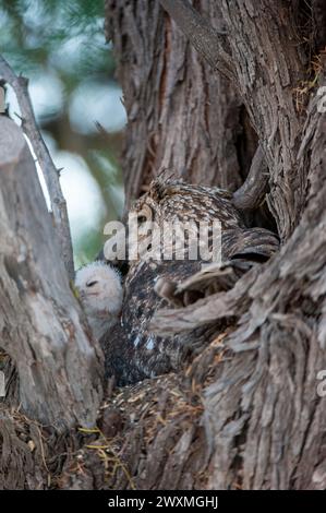 Potted Eagle-Owl (Bubo africanus) Kgalagadi Transfrontier Park, Sudafrica Foto Stock