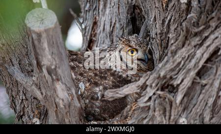 Potted Eagle-Owl (Bubo africanus) Kgalagadi Transfrontier Park, Sudafrica Foto Stock