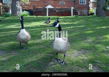 Datchet, Berkshire, Regno Unito. 1 aprile 2024. Segni di acque reflue sulle oche del Canada come acque reflue che galleggiano sul fiume Tamigi a Datchet, Berkshire, dove cigni, oche e anatre si nutrono. Tamigi Water ha scaricato acqua piovana, tra cui acque reflue dai vicini stabilimenti di trattamento delle acque reflue del Tamigi a Windsor, nonché numerosi punti lungo il Tamigi. Gli equipaggi che questa settimana gareggiano nella corsa Oxford contro Cambridge si sono ammalati. Un canottiere del team di Oxford che ha perso la Boat Race di sabato si è lamentato di "cacca in acqua" e ha affermato che la malattia causata da un focolaio di E. coli ha giocato un par Foto Stock