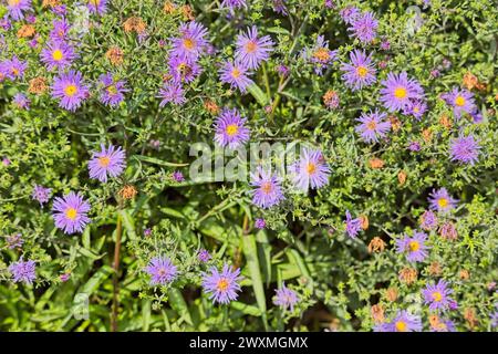 Closeup of Symphyotrichum novi-belgii, noto anche come New York aster, è una specie di pianta in fiore. Foto Stock