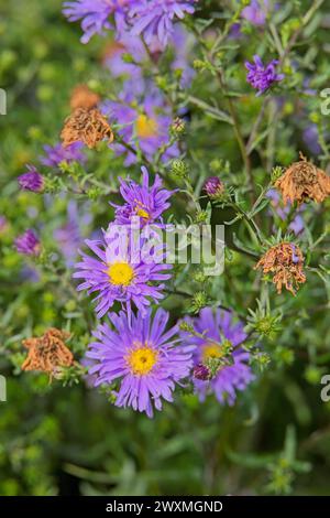 Closeup of Symphyotrichum novi-belgii, noto anche come New York aster, è una specie di pianta in fiore. Foto Stock