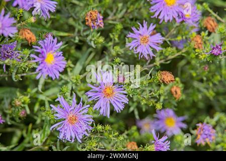 Closeup of Symphyotrichum novi-belgii, noto anche come New York aster, è una specie di pianta in fiore. Foto Stock